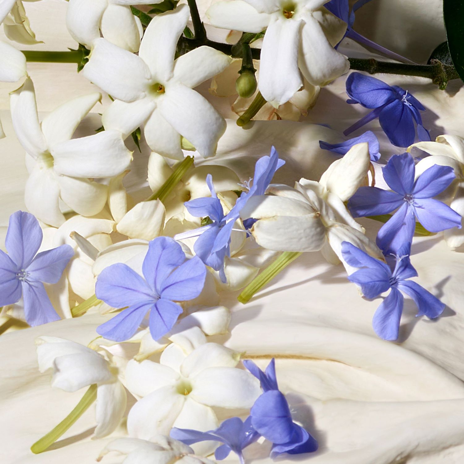 DOLCE BLUE JASMINE EAU DE PARFUM SPRAY